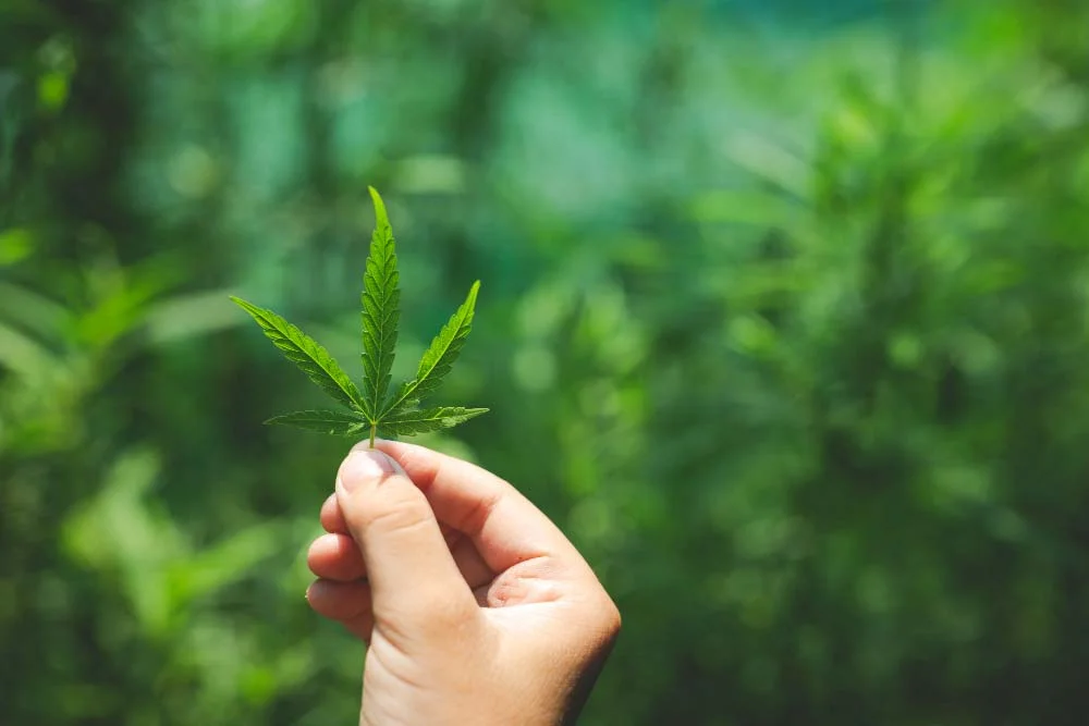 Fibromialgia y cbd