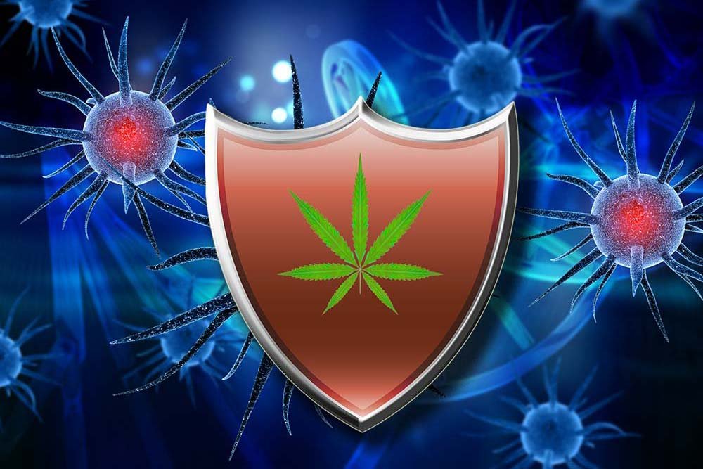 Sistema inmunologico portada