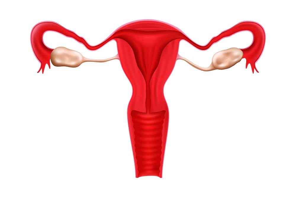 CBD y sistema reproductivo femenino