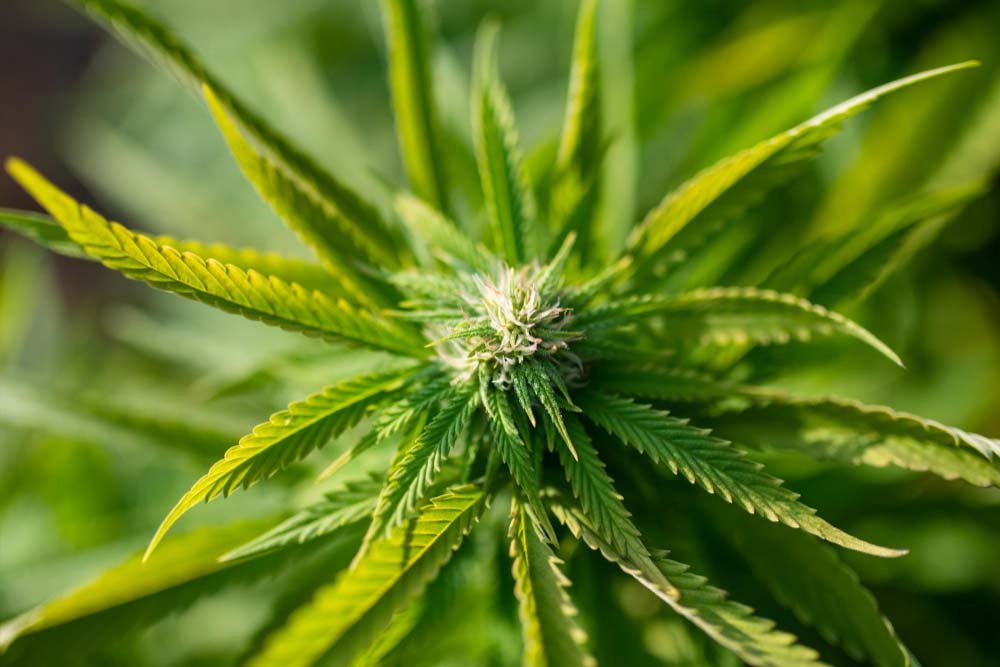 Otros cannabinoides planta