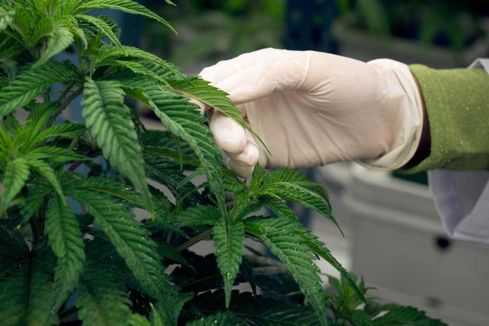 hoja cannabis medicinal